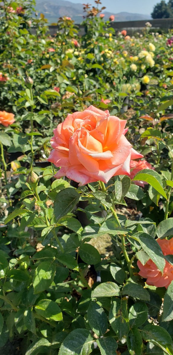 Sonrie a la vida cuando cosas marabillosas se cruzen en tu camino!

Feliz viernes!