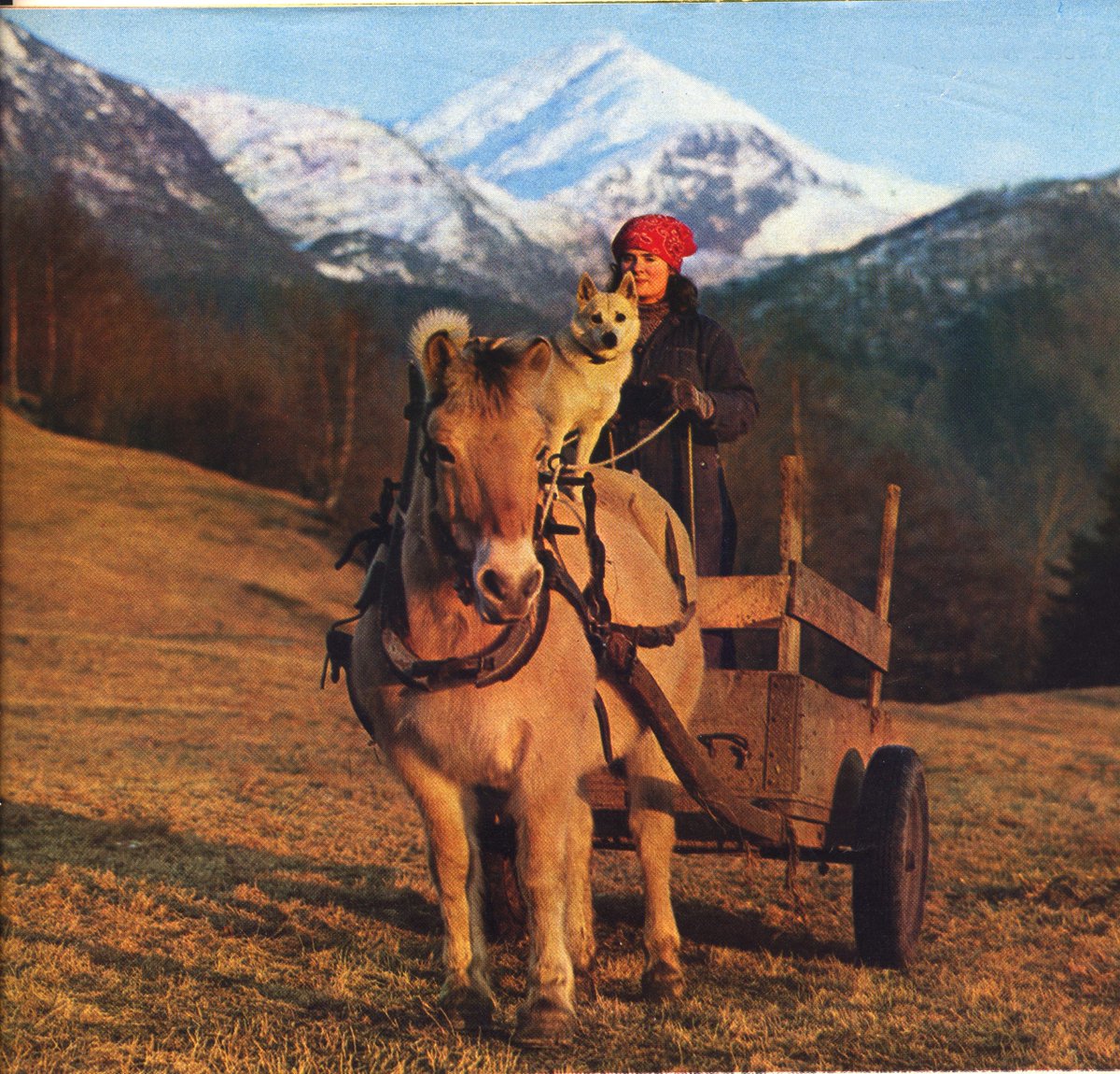 SonsofNorway's tweet image. A summer job turns serious when a young woman takes the reins on a remote farm—and learns far more than how to herd sheep.

Watch the interview with author Liese Greensfelder: bit.ly/45Lr1jh