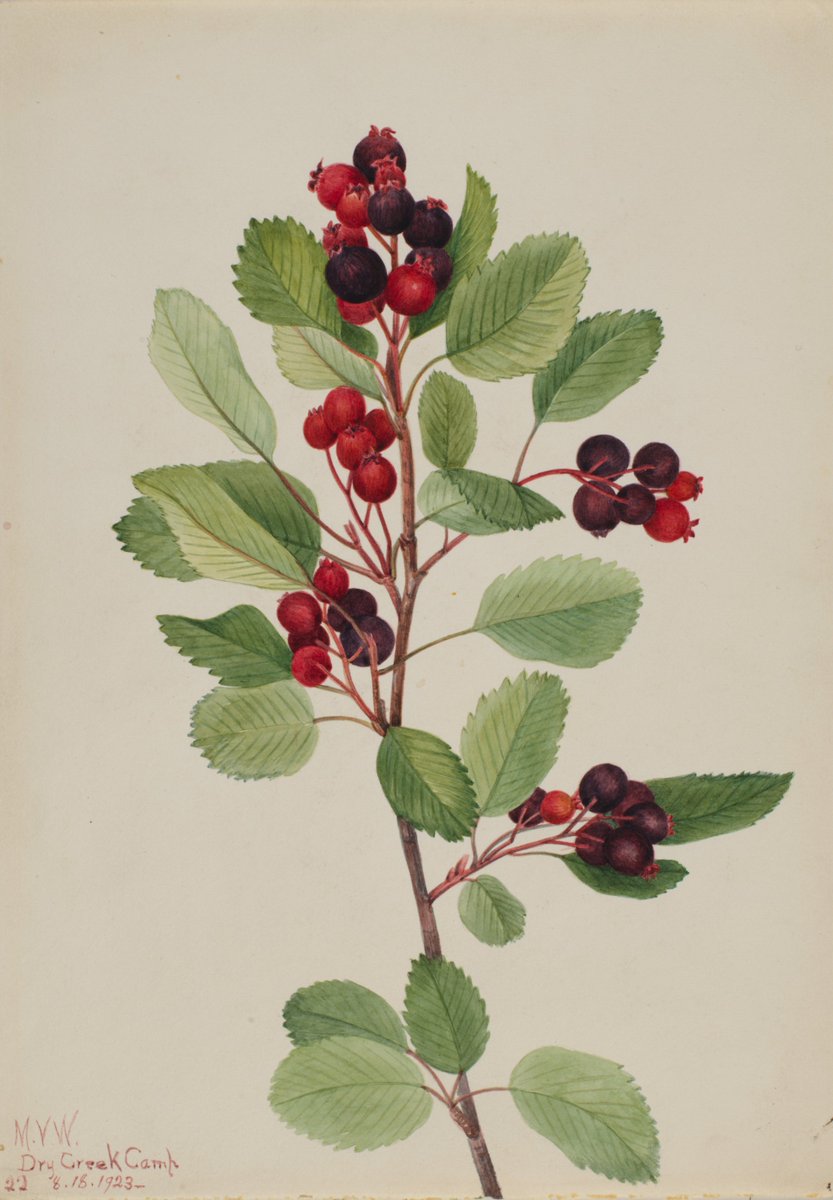 With berry season in full swing, June's #PlantOfTheMonth feature on @jstor_daily spotlights a foraged fruit that has sustained humans and wildlife for millennia. “Juneberry: A Summer Sweet for People, Pollinators, and Birds” by Nina Foster, now available!
daily.jstor.org/juneberry-a-su…