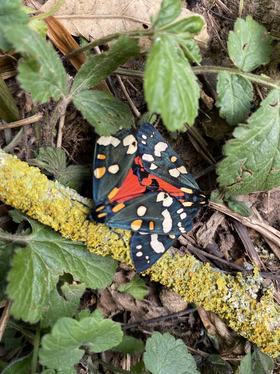 A mating pair of scarlet tigers, which seem to be very numerous in my local village of Walford this year; always a treat seeing these absolute beauties! I wonder how long it will be before we get jersey tigers too!? <a href="/savebutterflies/">Butterfly Conservation 🦋</a> <a href="/BC_WestMids/">West Midlands Butterfly Conservation</a>