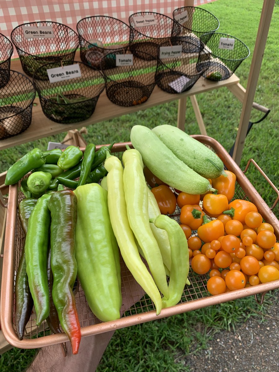 GrowBuildEat's tweet image. Most gardeners get this wrong. 
patreon.com/posts/131619248