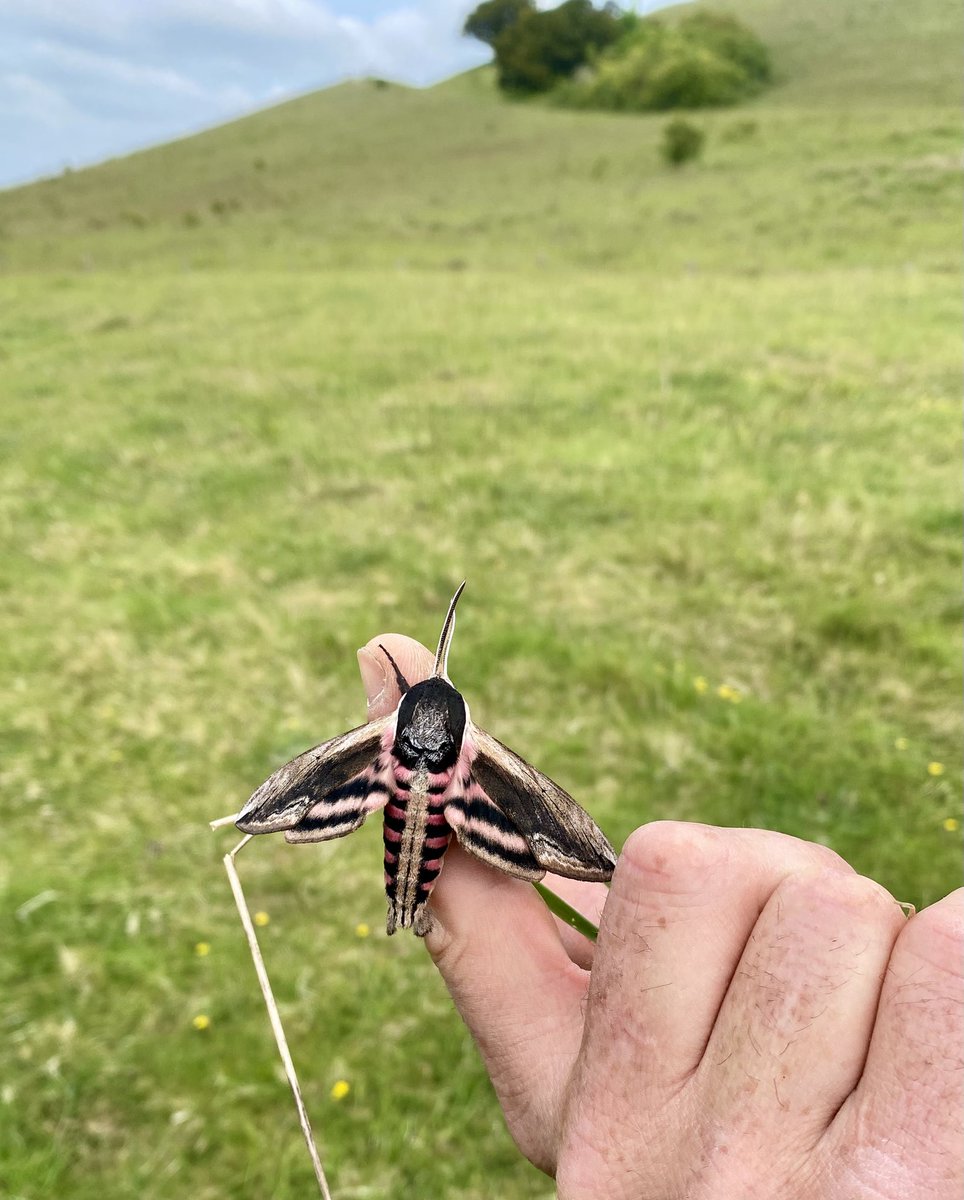 AstonRowantNNR (@rowantnnr) on Twitter photo What a stunner! A fantastic Privet hawk #moth found whilst a recent #volunteer group was working on some fence repairs <a href="/RowantNNR/">AstonRowantNNR</a> What a stunner! A fantastic Privet hawk #moth found whilst a recent #volunteer group was working on some fence repairs <a href="/RowantNNR/">AstonRowantNNR</a>