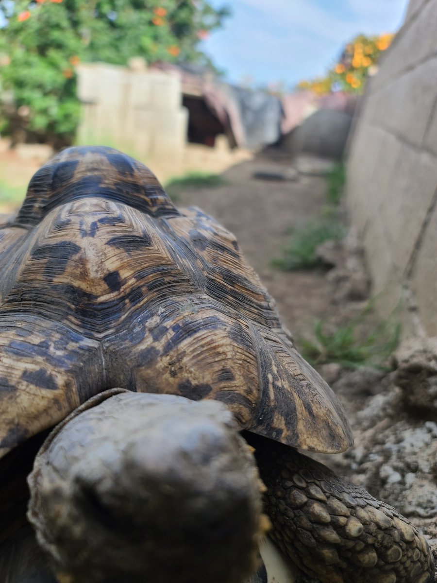 tortoiserescue's tweet photo. This tortoise didn’t crawl all the way to your camera for nothing…
Just a reminder: It’s HOT. Torts need shady areas and clean fresh water!! Please and thank you. 🐢💦🔥 #TortoiseTips https://t.co/mzhQOmU2My