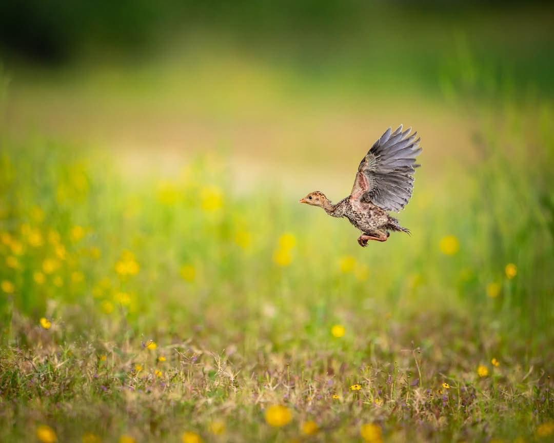 ForTurkeys's tweet photo. Friday Flyby 

Pictures by Outdoors.rc https://t.co/moVL0RRhIv