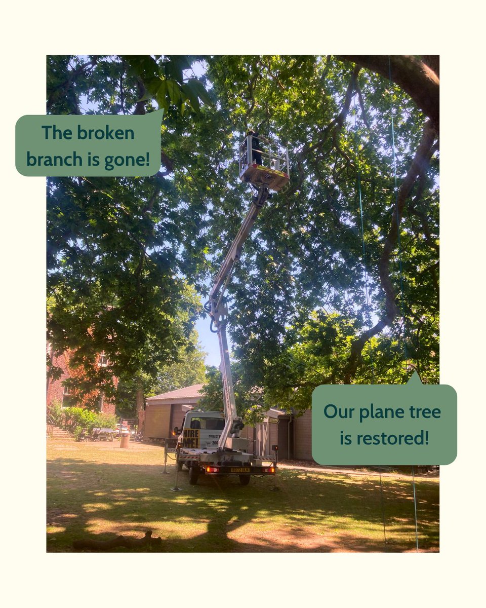 🌳🐝 What a fabulous few weeks it's been at Little Forest Folk Twickenham! 🐝🌳

We've been diving into the wonderful world of bees and were also very lucky that the wonderful team @samrogerstreecare_ helped us out by removing a broken branch from our beloved plane tree 💛