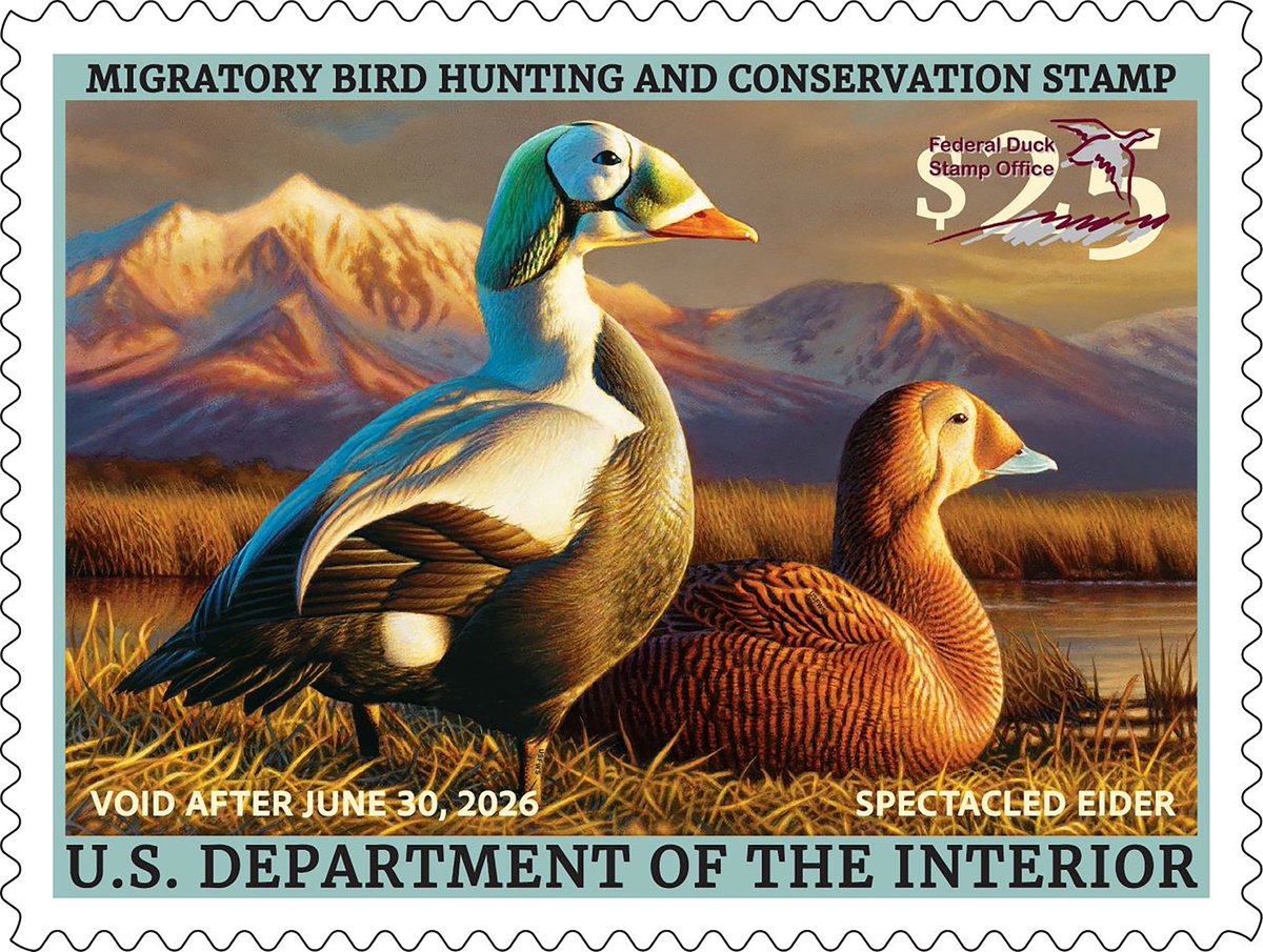 It’s here! It’s here!

The 2025-2026 Federal Duck Stamp is now on sale. Buy stamps, save wetlands, help wildlife! 

🦆: fws.gov/press-release/… 

Photo credit: © USFWS