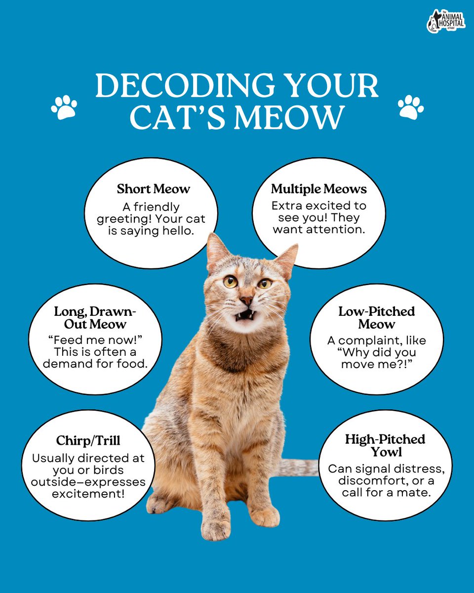 TheAHofAdel's tweet image. Ever wonder what your cat is trying to say? 🐱💬 From sweet chirps to dramatic yowls, every meow has a meaning! Pay close attention, and you’ll start understanding your kitty’s secret language. 🥰 Which meow does your cat use the most? #CatLanguage #HappyCats
