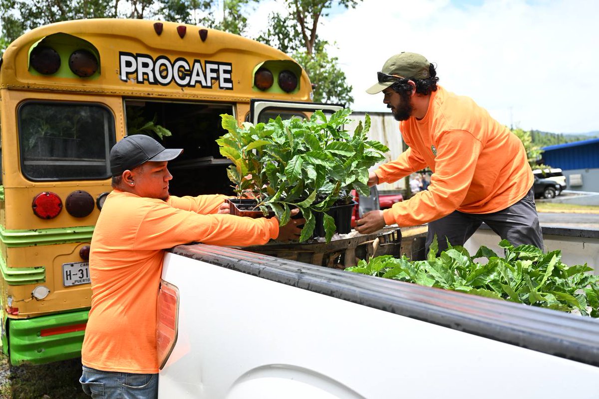 DptoAgricultura's tweet photo. 🌱 Hoy el Secretario de Agricultura entregó los primeros 9,450 árboles de café como parte de la alianza con PR Coffee Roasters. La meta: sembrar 150,000 para fortalecer nuestra caficultura. ☕🇵🇷
#AgroPR #CaféBoricua #SembrandoFuturo https://t.co/8NBNeBGeej
