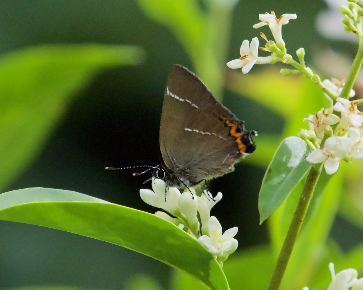 White letter hairstreak (Satyrium w-album) photographed today in Richmond. A very unusual butterfly for our part of the world; as well as a species of high conservation priority according to <a href="/savebutterflies/">Butterfly Conservation 🦋</a>  and a species of principal importance under the National Environment