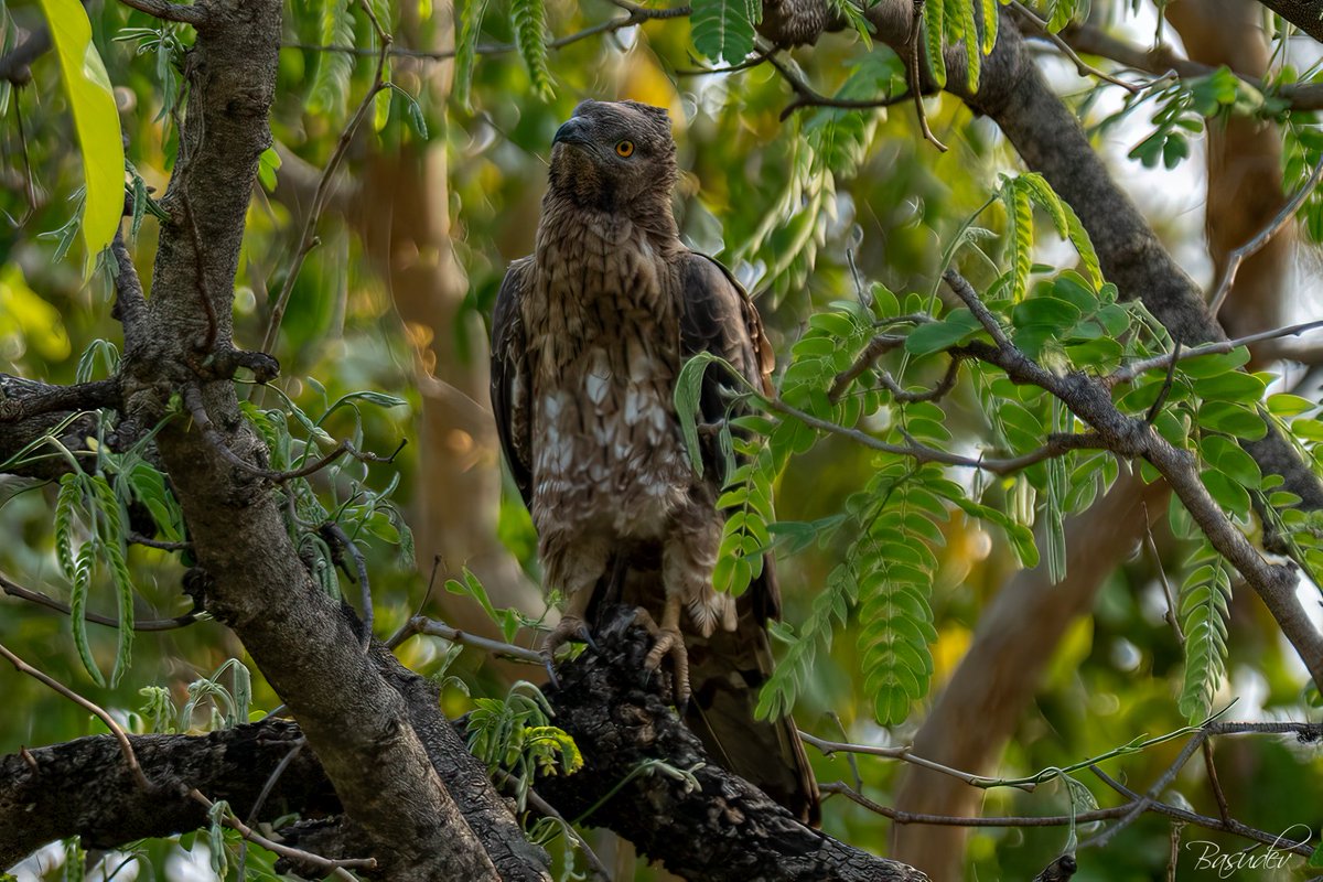 Oriental honey buzzard .............@ Bandhavgarh                                       
#IndiAves #BBCWildlifePOTD #ThePhotoHour #natgeoindia #wildlifephotography #SonyAlpha #BirdsSeenIn2025