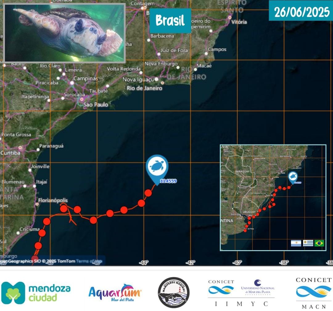 Queremos compartir con ustedes que, luego de 76 días de la reinserción de “Jorge” en Mar del Plata, sigue su viaje en aguas brasileñas 🇧🇷. Lleva recorridos aproximadamente 2800 kilómetros. Hoy se encuentra en aguas profundas, a la latitud de la zona Norte de Santa Catarina.