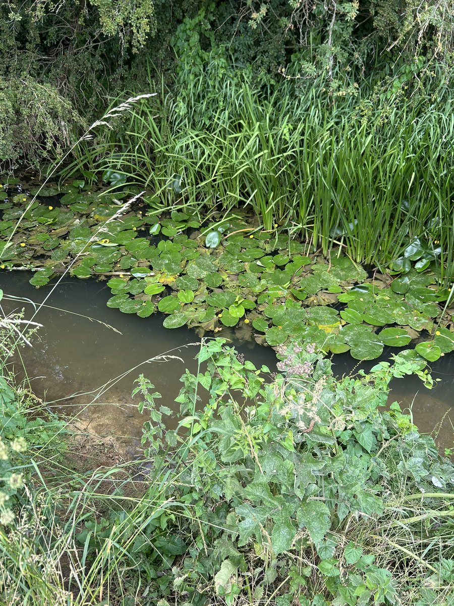 Kettering Wildlife corner tweet media