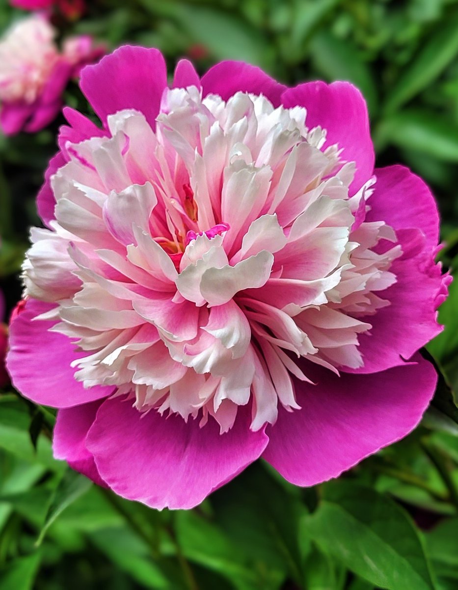 Ooh la la!  Peony 'Gay Paree' is tres chic. 💖💖💖
Photographed at the spectacular W.E Upjohn Peony Garden at the Nichols Arboretum in Ann Arbor Michigan. 
Have a wonderful weekend friends! 💐💐💐
destinationcharming.com 
#flowersonfriday #flowers #peony