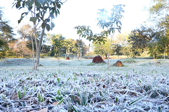 Alertan sobre posibles heladas que podrían afectar a los rubros más vulnerables - Puro Campo 

Desde el Ministerio de Agricultura y Ganadería MAG instan a los productores a tomar medidas preventivas, especialmente en los rubros más vulnerables

purocampo.com.py/2025/06/25/ale…