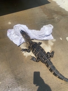 Everyone’s trying to beat the heat, including this alligator who visited CFPUA’s Sweeney Plant this week 🐊 CFPUA staff worked with NC Wildlife to safely remove him from outdoor basin and take him to a nearby creek— after a cooling shower, of course 💦 See you later, gator!