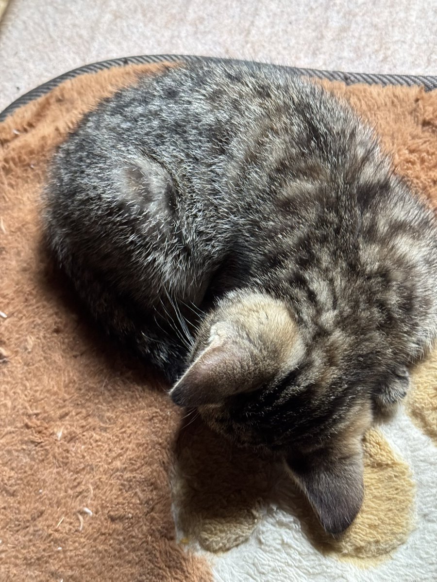 小さいながら良きアンモニャイト