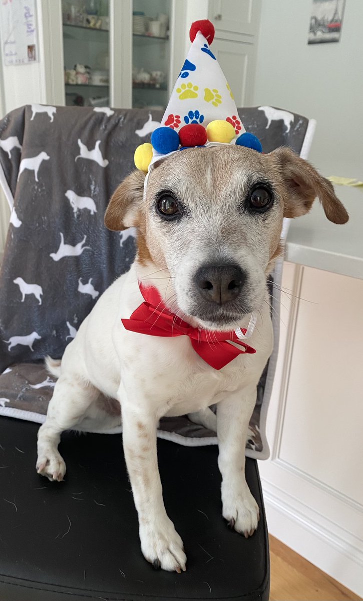 #LittleBearIs12 #BirthdayBoy #HappyBirthdayLittleBear 🥳
#Dogs #dogsoftwitter #ZSHQ #DogsofX 🥳🎂🥳🎂🥳
🥓🎾I’m TWELVE today!🎈🎉
(Yep, wearin a HAT and BOW!)
