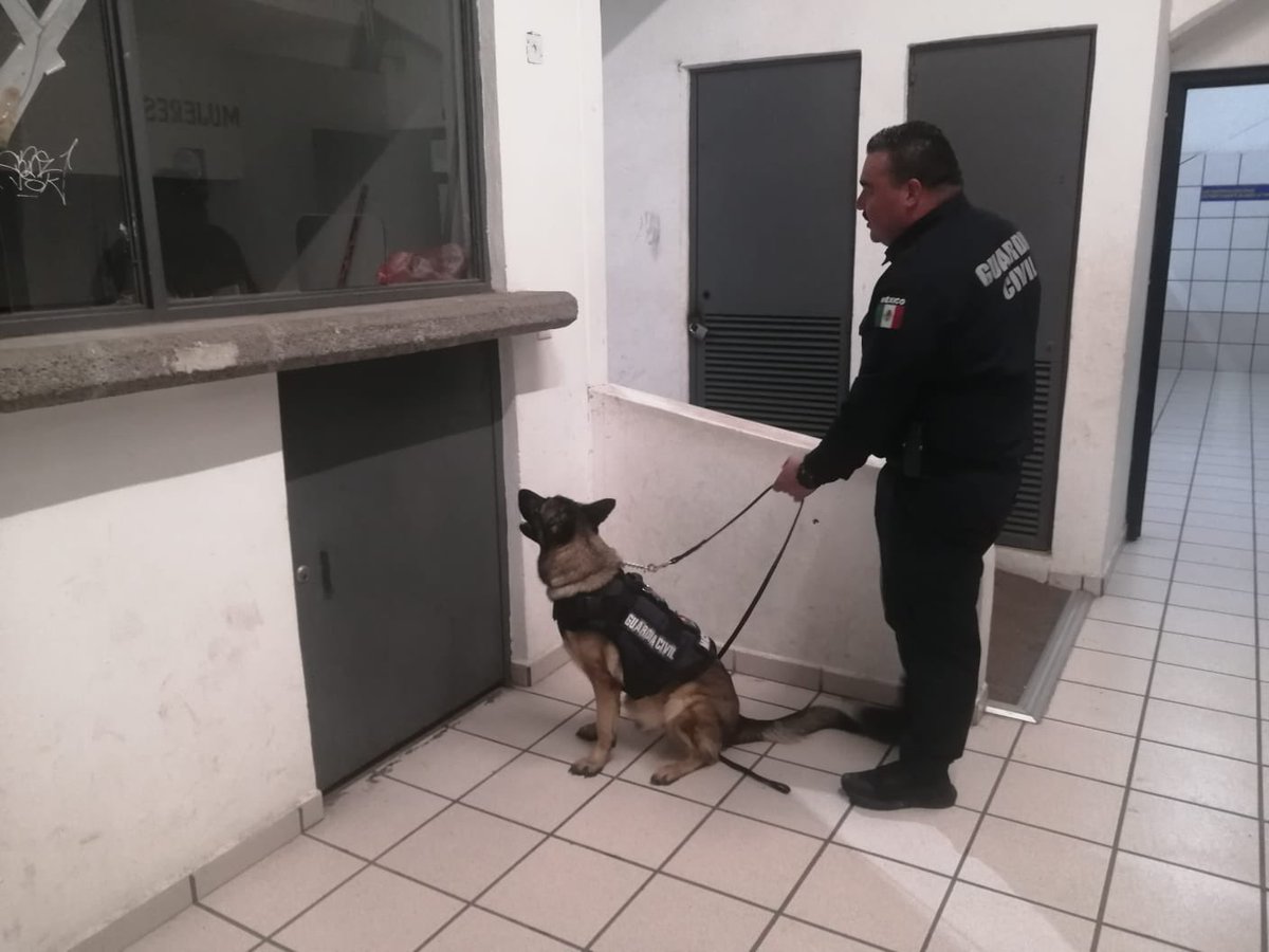 ☀️¡Buenos días! Desde primera hora nuestros agentes caninos Chantal y Billie aplican el protocolo de detección de riesgos en el gimnasio e inmediaciones de la <a href="/UMSNH_Oficial/">UMSNH Oficial</a> por la aplicación de exámenes para nuevo ingreso.