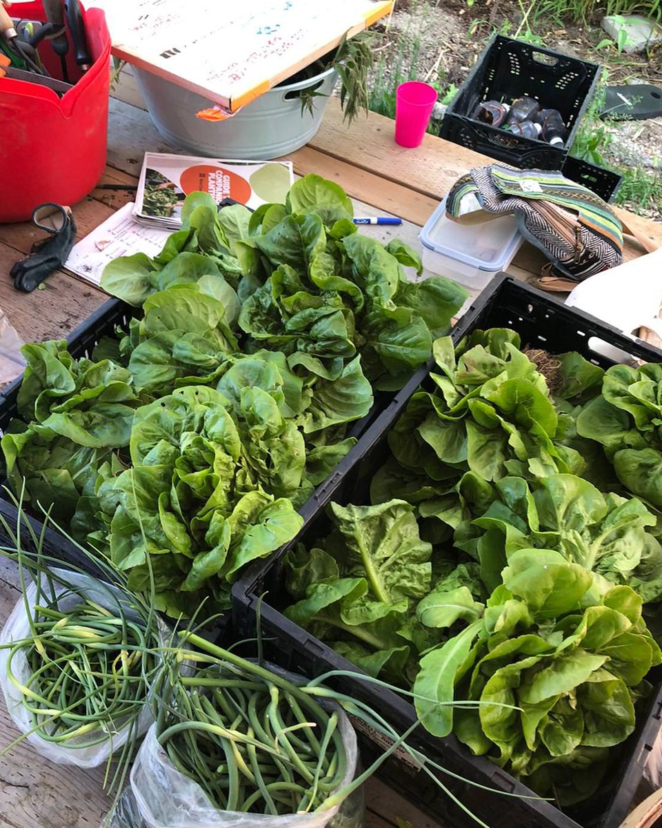 What's growing? Check out this June photo dump of #YorkUEUC's Maloca Community Garden 🐌🌱🍅. Stay tuned for more exciting updates from the garden this summer | #YorkU.

Photo credit: Dani &amp; Alessandra