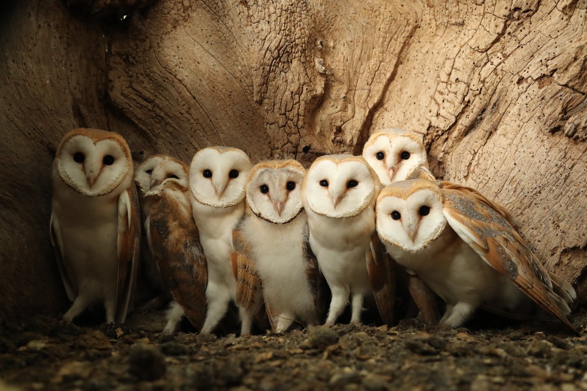 As we get ready for Gylfie's babies to hatch🐣, here's some facts about barn owl chicks robertefuller.com/blogs/blog/bar…