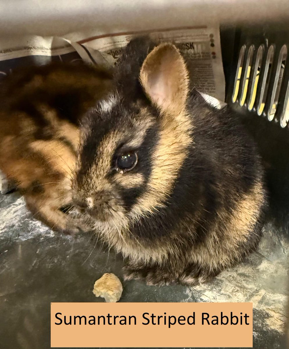 Mumbai Customs-III tweet media