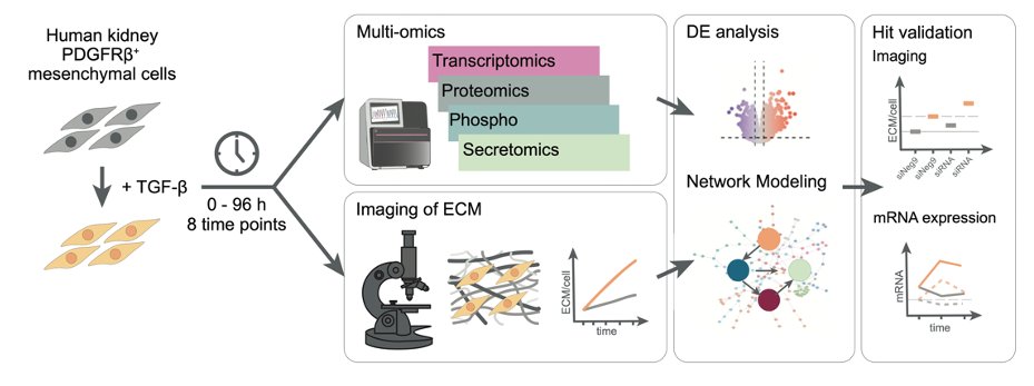 The final version of our multi-omics study on kidney fibrosis is out now (tinyurl.com/kidneyfibMSB). Together w/ Pepperkok + Savitski labs <a href="/embl/">EMBL</a>, we present a time-resolved #multiomics + network modeling approach in combination w/ phenotypic assays to study #kidneyfibrosis