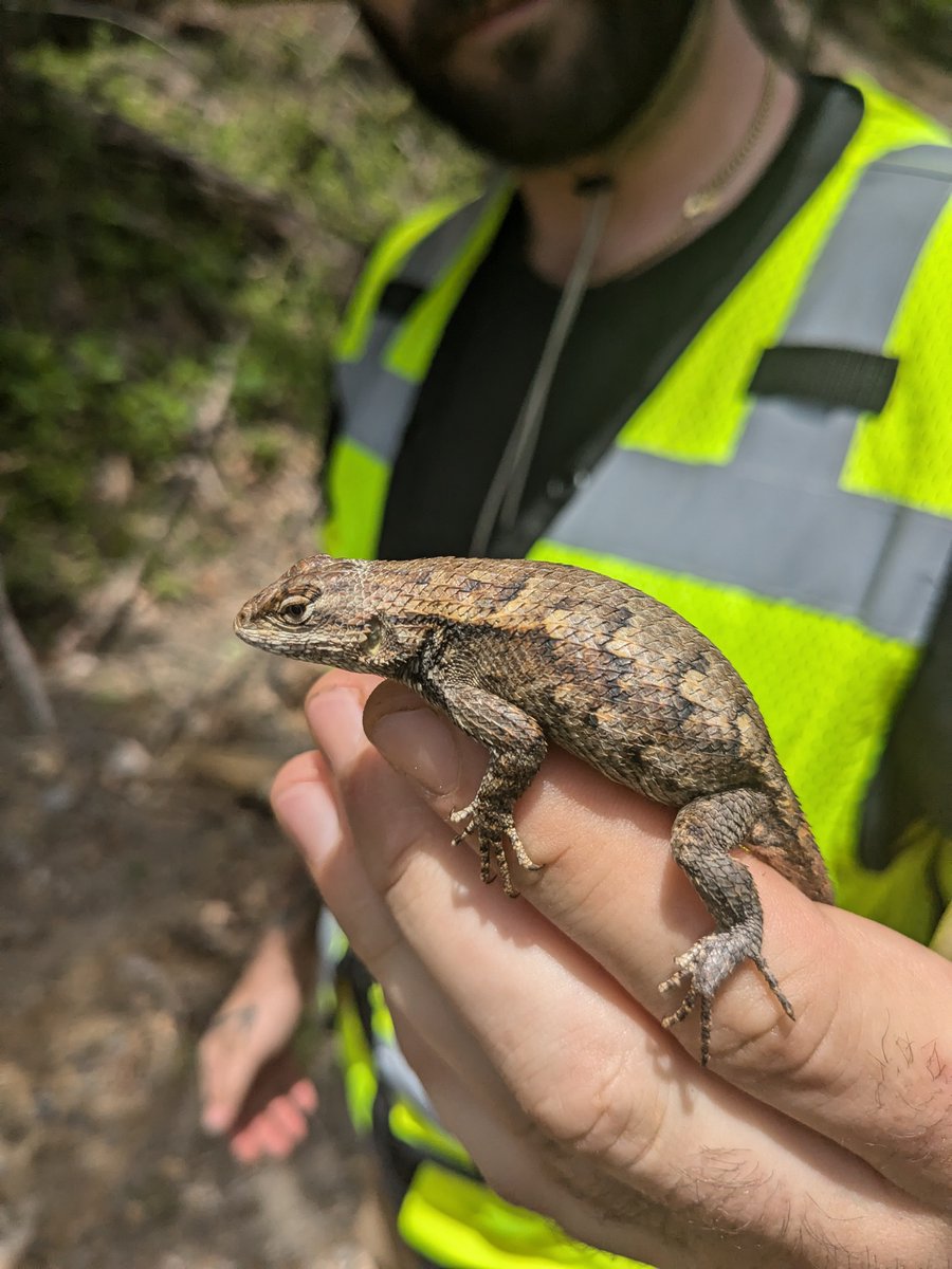 SchnabelEng's tweet image. Our team made a new friend during site recon for an interstate improvement project—a remarkably friendly Eastern Fence Lizard!

#FaunaFridays #SchnabelEngineering