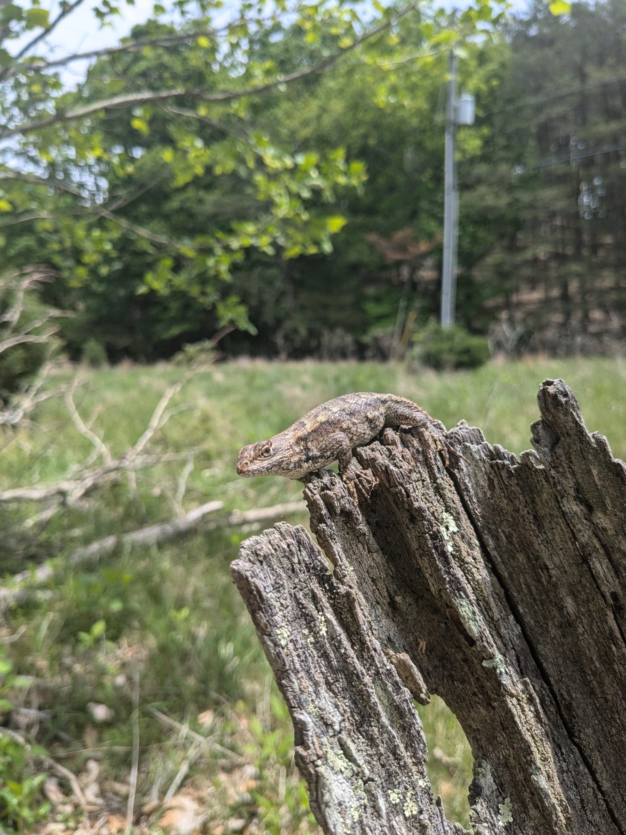 SchnabelEng's tweet image. Our team made a new friend during site recon for an interstate improvement project—a remarkably friendly Eastern Fence Lizard!

#FaunaFridays #SchnabelEngineering