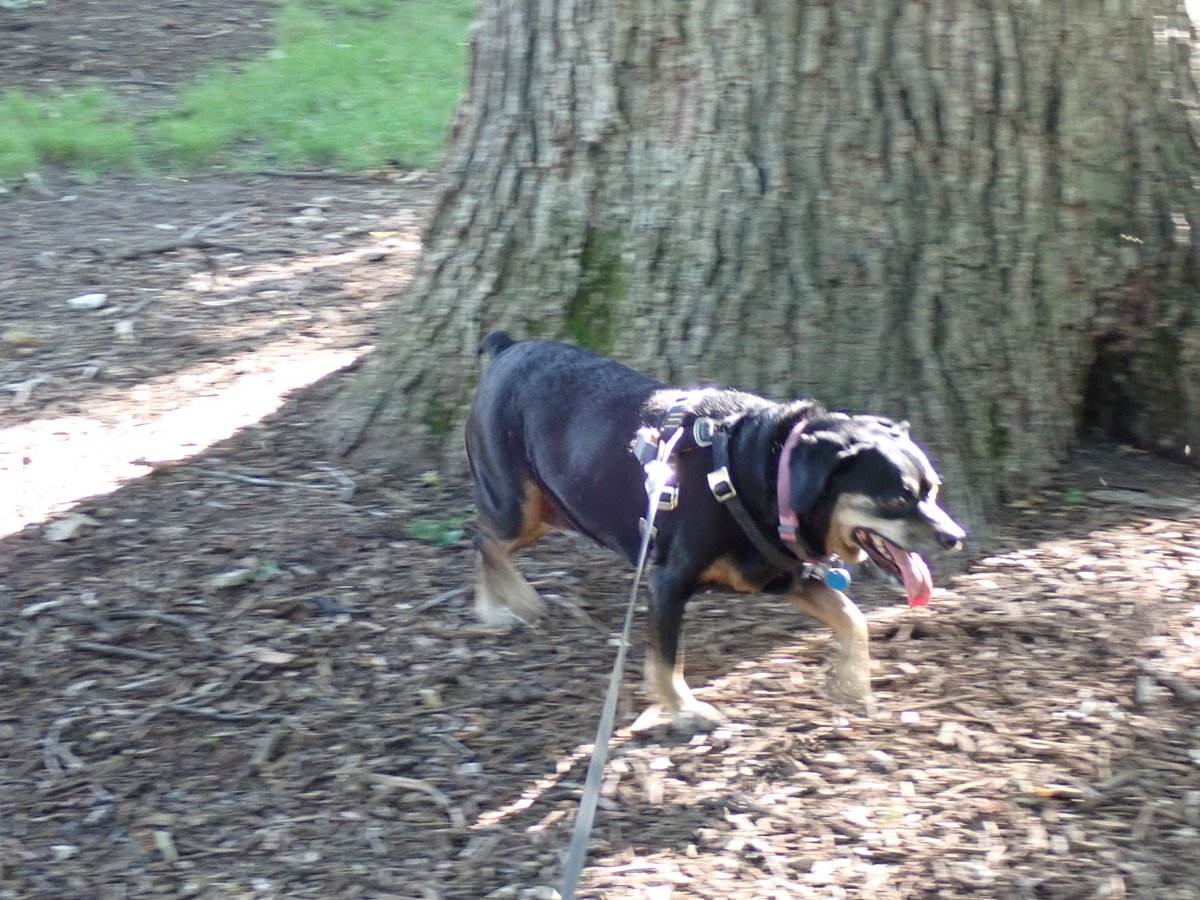 Rosie "Very Short Because It's So Hot Park" Adventures