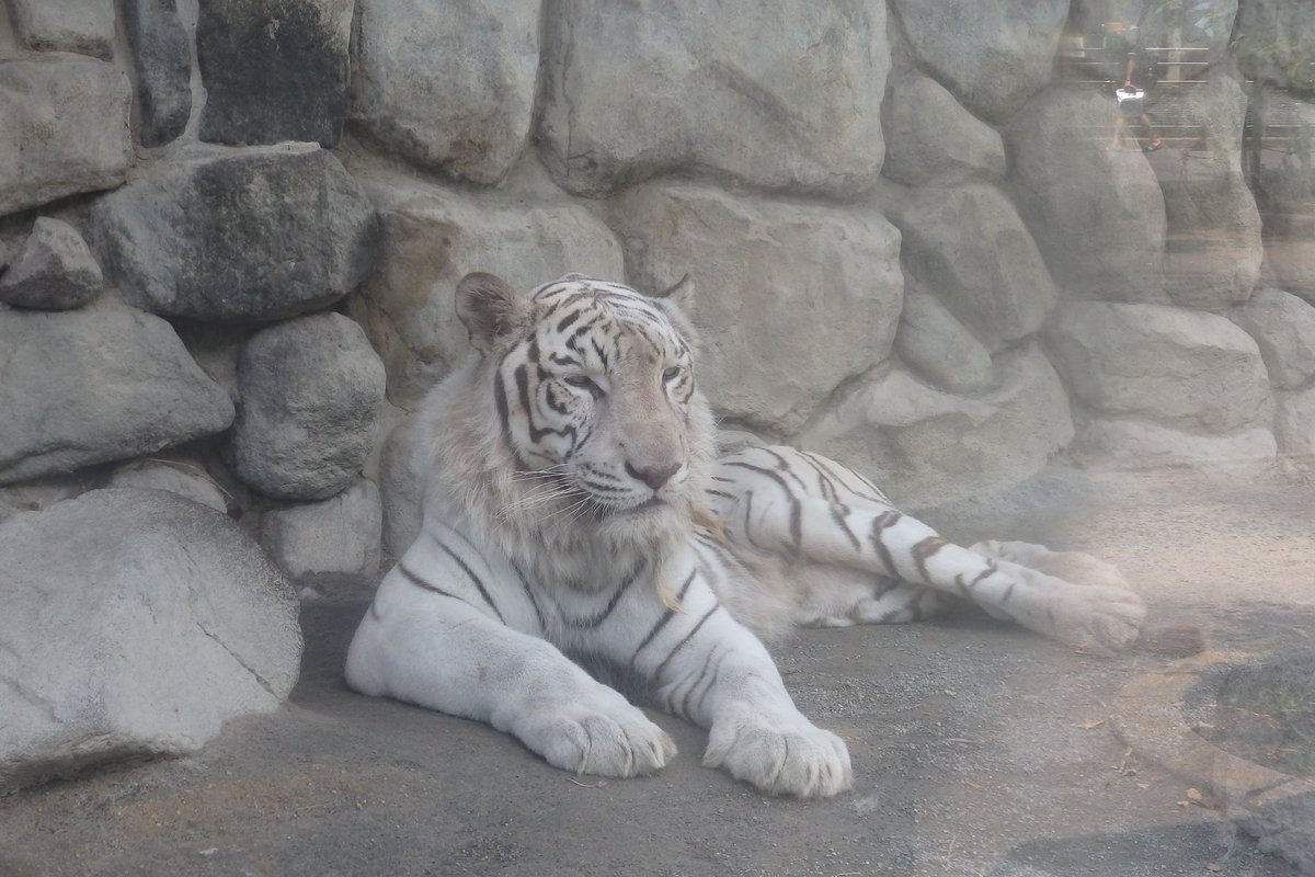 merochu1's tweet photo. ホワイトタイガーに会いに東武動物公園に行きました〜
だいぶ大きくなってました☺️ https://t.co/1KhugAzLRK