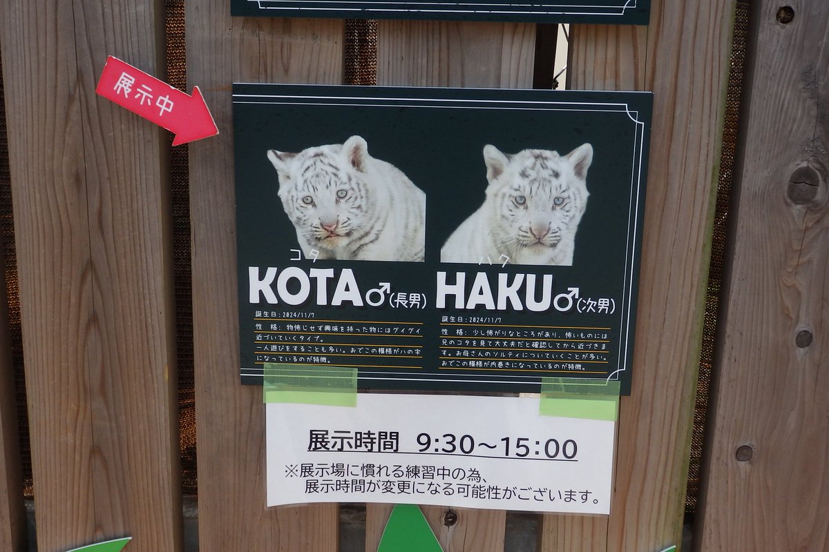 merochu1's tweet photo. ホワイトタイガーに会いに東武動物公園に行きました〜
だいぶ大きくなってました☺️ https://t.co/1KhugAzLRK
