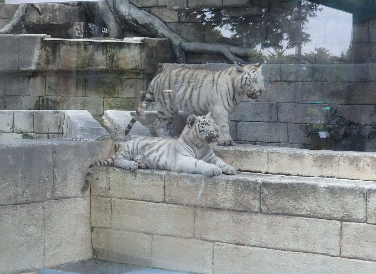 merochu1's tweet photo. ホワイトタイガーに会いに東武動物公園に行きました〜
だいぶ大きくなってました☺️ https://t.co/1KhugAzLRK