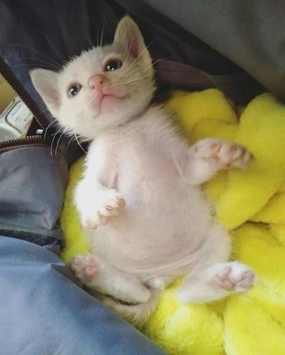 Catsillyness's tweet photo. Tummy full https://t.co/qQOqdQdllm