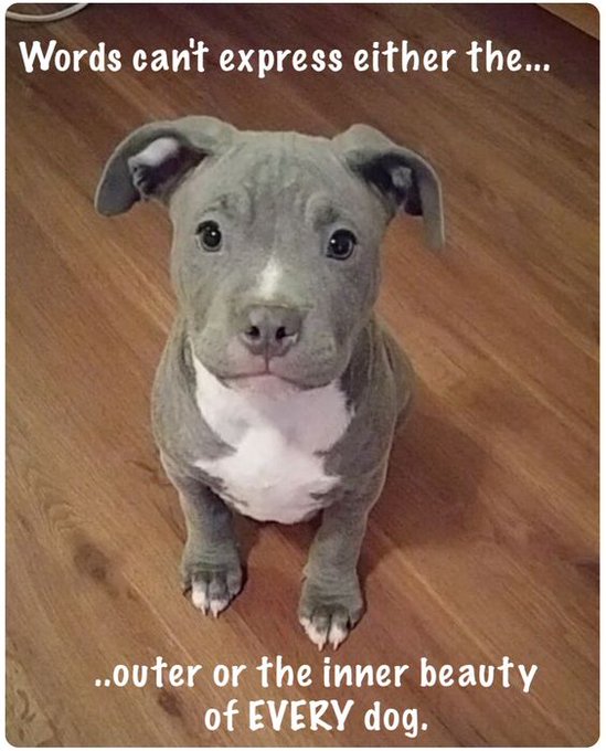 Pit Bulls Against Discrimination (@pitbullsad) on Twitter photo 