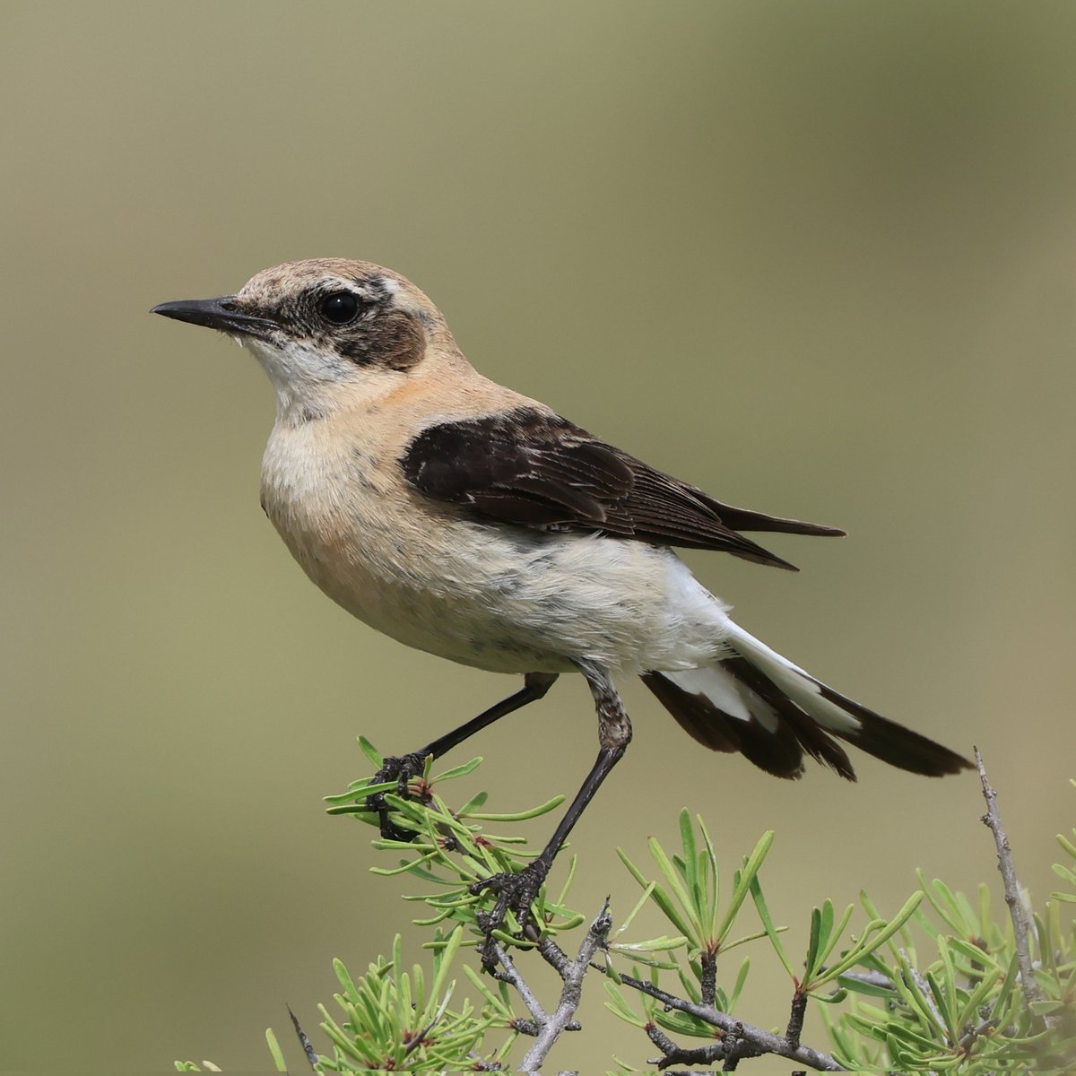 Por que estás triste?. Collalba rubia (Oenanthe hispanica). Ochavo de las Pedrizas, Segovia.