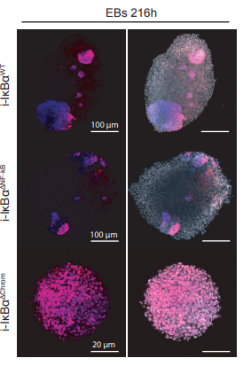 ManelEsteller's tweet photo. Glad to contribute to discovery of #chromatin regulation and #stemness #pluripotency mediated by NF-ΞΊB signaling in @biorxivpreprint led by brilliant Luis de Palma, Lluis Espinosa and Anna Bigas @BigSpinLab @HMar_research
https://t.co/mA1xi9e4Gc https://t.co/h4VGRbY5In