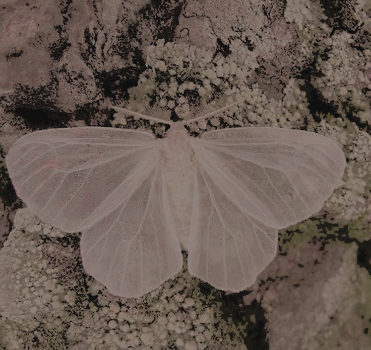 ALILRAYOFGRAY's tweet image. 