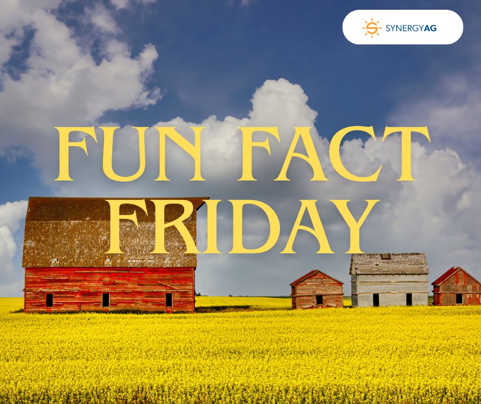 #FunFactFriday !
#DYK that 1 bushel of canola can produce up to 11 liters of canola oil? It is estimated that in 2024 Saskatchewan canola producers produced around 9.8 million tonnes of canola!
#SynergyAg #rootsyoucancounton #canola #canolaoil #canolafacts #saskag
