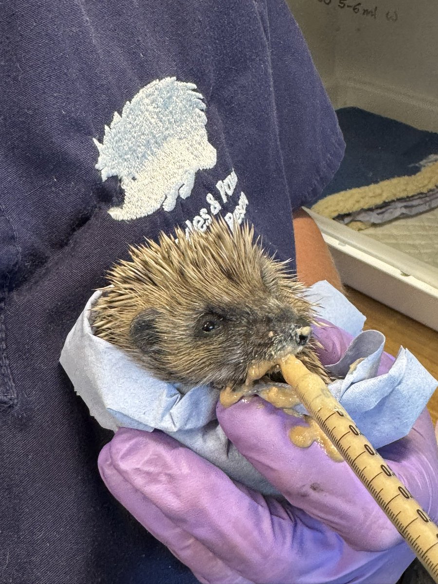 The Dino’s litter🦖 🦕 
are making steady progress, they are learning to self feed but still requiring top up feeds… now that they prefer to lap it means feeds are VERY messy! Hopefully they are fast learners and will soon be proficient at self feeding 🤞