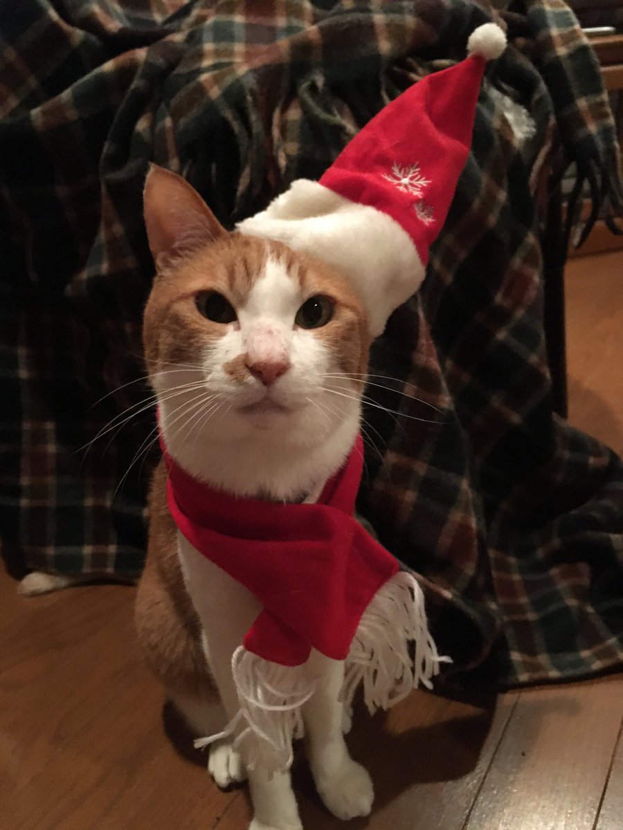 The true identity of the fat cat is revealed! Honestly cool