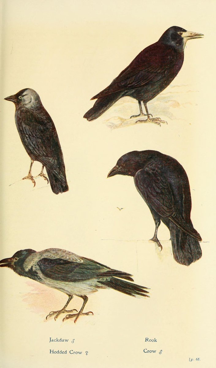 Feannagan, starragan, ròcaisean, faoileagan.

Tha bloga ùr air an làrach-lìn againn:
faclair.ac.uk/blog/370/gd

We’re looking at words meaning ‘crows’, ‘rooks’ and ‘gulls’ in Gaelic.

#Gàidhlig #cleachdi