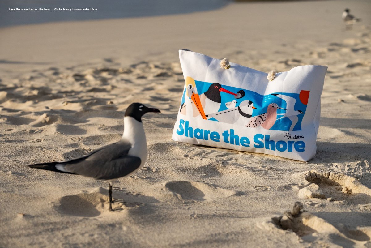 It’s officially summer! Here’s your reminder to #ShareTheShore when heading to the beach. You can help by keeping dogs leashed, respecting posted nesting sanctuaries and reminding your friends to do the same!