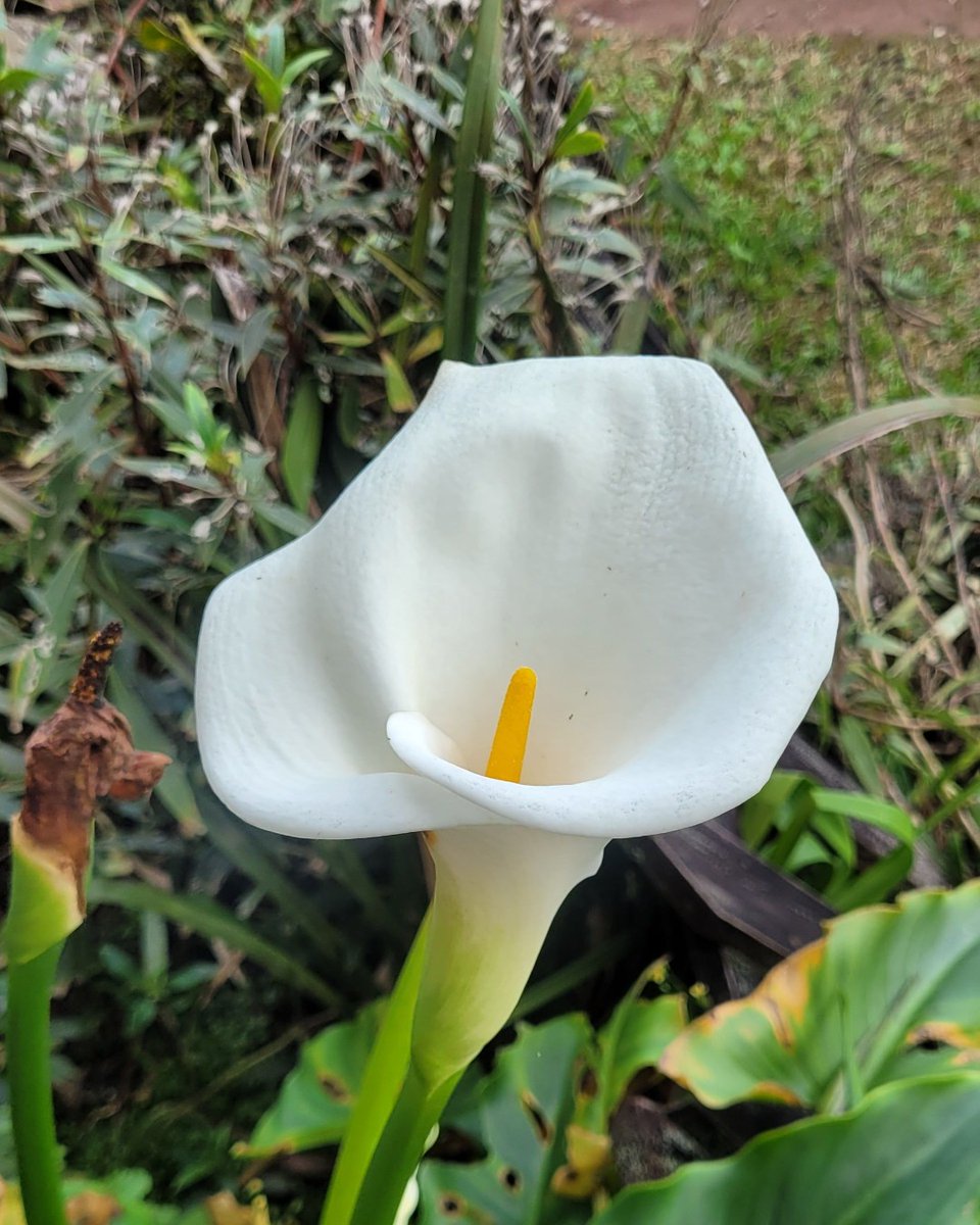 🌸✨ Nature's own masterpiece! Each petal tells a story, every bloom whispers beauty. Let's take a moment to breathe in the floral magic all around us. 🌼💖 What’s your favorite flower? Share below 🌷 #NatureLover #FlowerPower