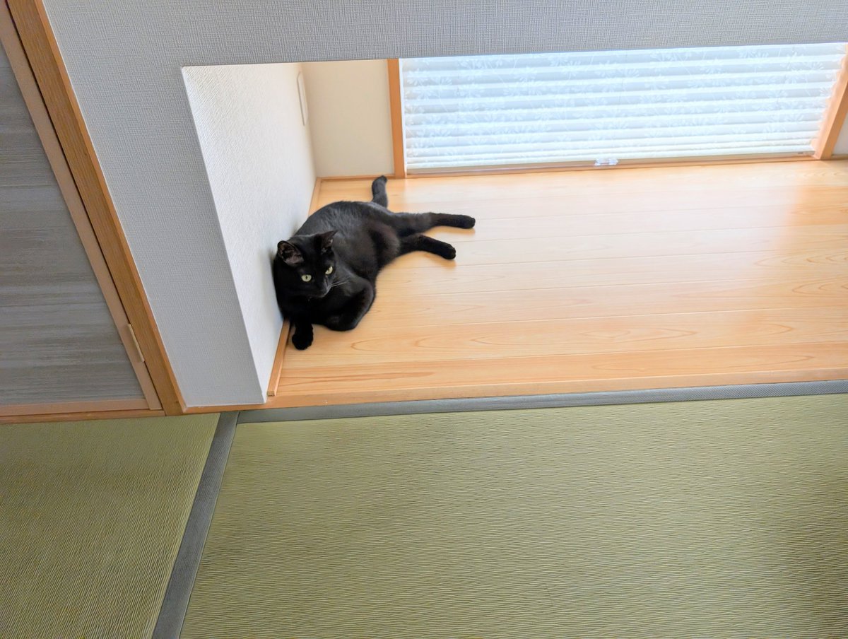 リダ工房・天使と子猫 仔猫を拾ったので on X: