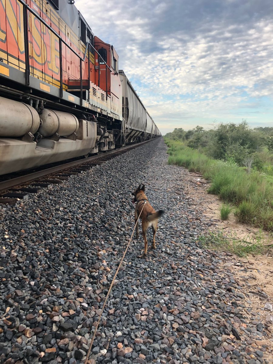 Join us in wishing a happy retirement to this good boy! 
K9 Ricky was an incredible part of the team at Brackettville Station. He is credited with over 3,800 apprehensions, an amazing feat given the harsh terrain and conditions that make up the station’s area of responsibility.