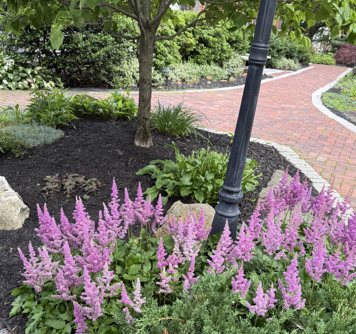 headdoc03's tweet image. Hi frens and all Florophile’s AKA folks who love flowers .
@wjames55 @albers75 @mischiefretsnom @WhidbeyGypsy and many others.
By late June, the deer and their little ones have eaten most of my front yard plants and flowers, but they leave this Japanese astilbe alone. It…