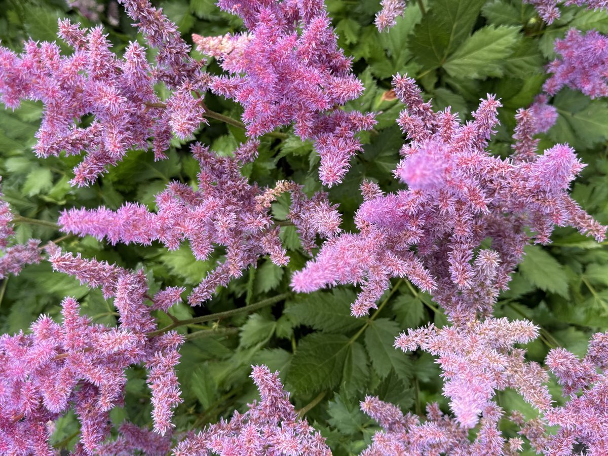 headdoc03's tweet image. Hi frens and all Florophile’s AKA folks who love flowers .
@wjames55 @albers75 @mischiefretsnom @WhidbeyGypsy and many others.
By late June, the deer and their little ones have eaten most of my front yard plants and flowers, but they leave this Japanese astilbe alone. It…