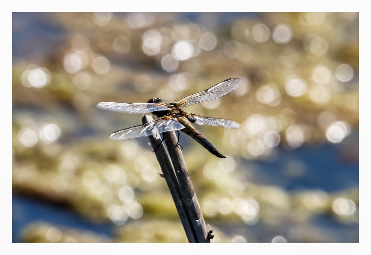 Four spotted chaser , elmley