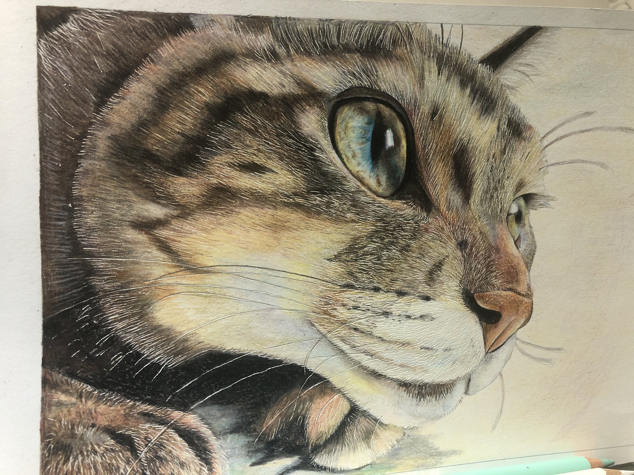 色鉛筆画 A4キジトラ.67
