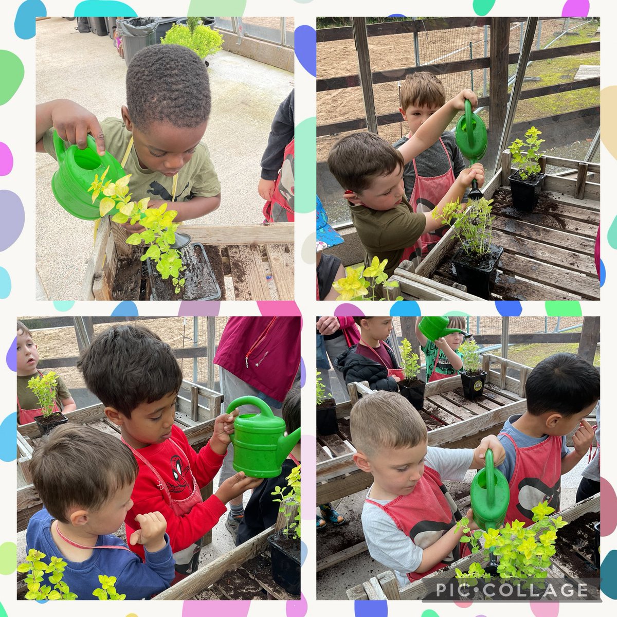 We planted and watered our oregano
<a href="/StJamesChorley/">Chorley St James</a> <a href="/StJamesRecep/">St James’ Reception Class</a>